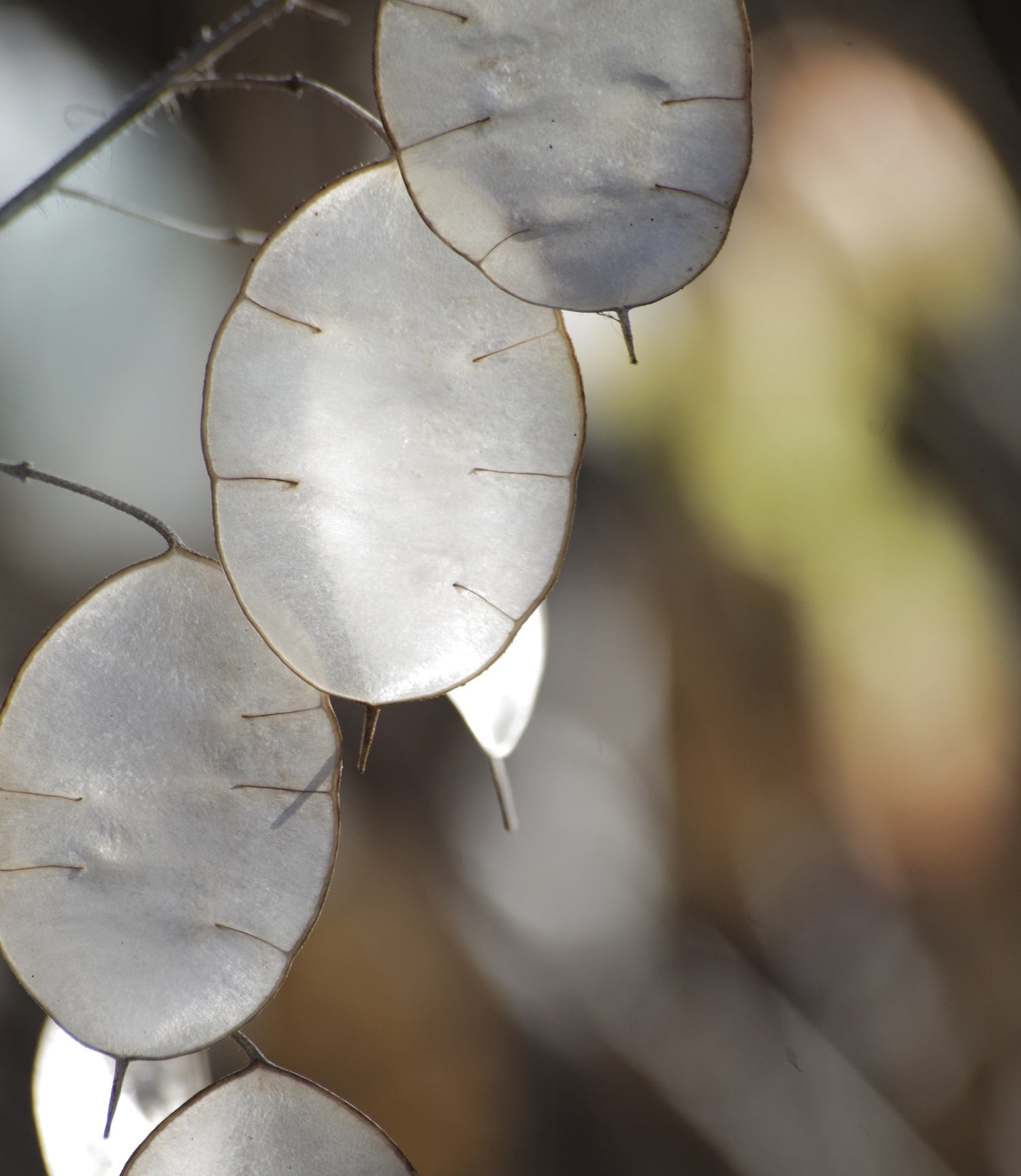 papery silver membrane of the Lunaria annua, honesty plant, money plant, silver dollar plant