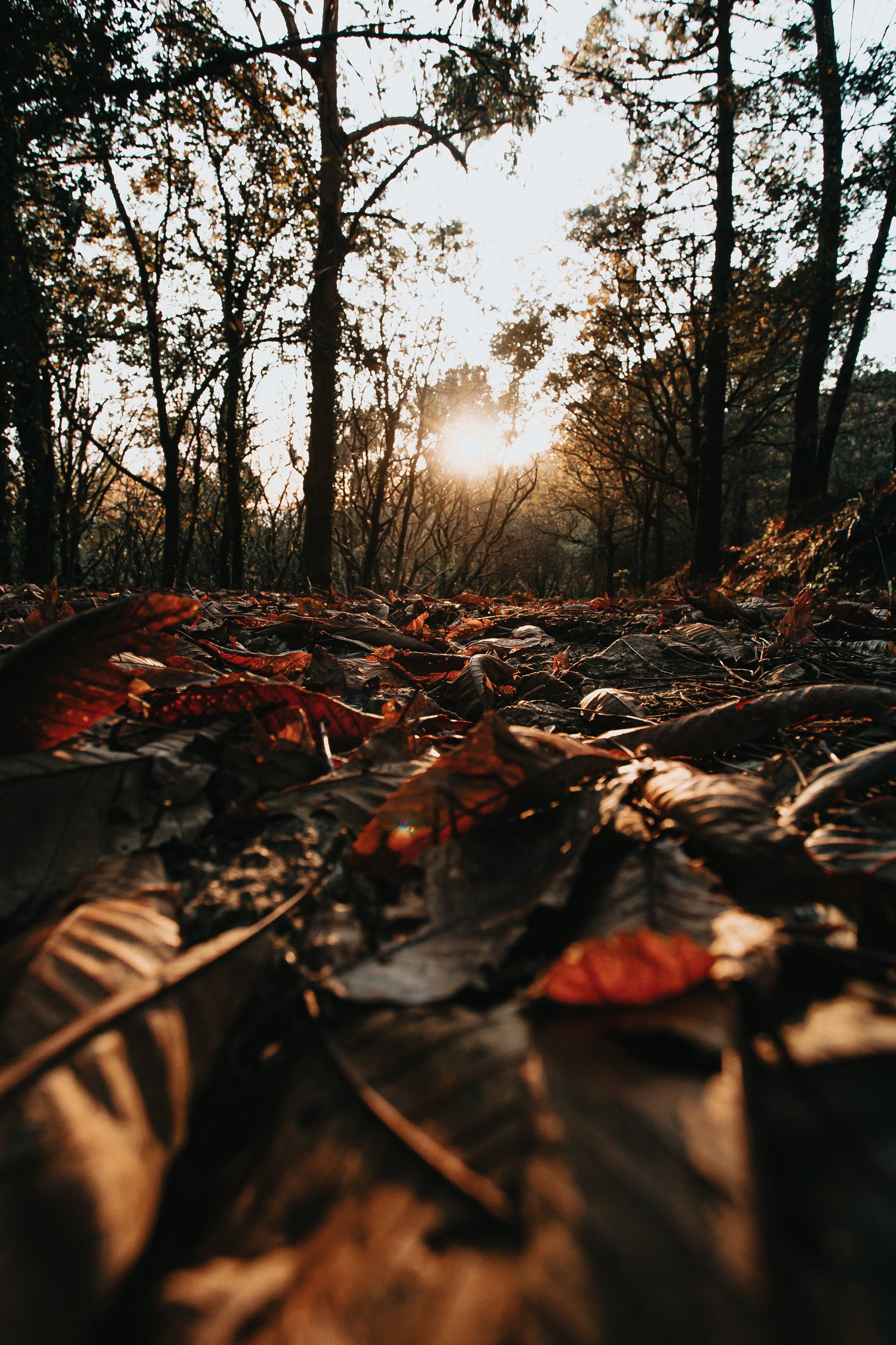 Fall Planting