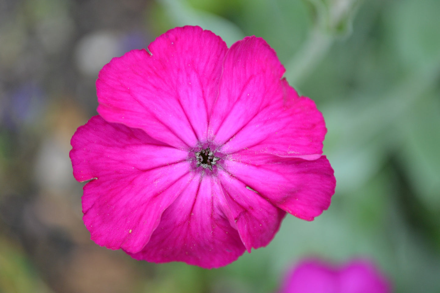 Rose Campion Seeds