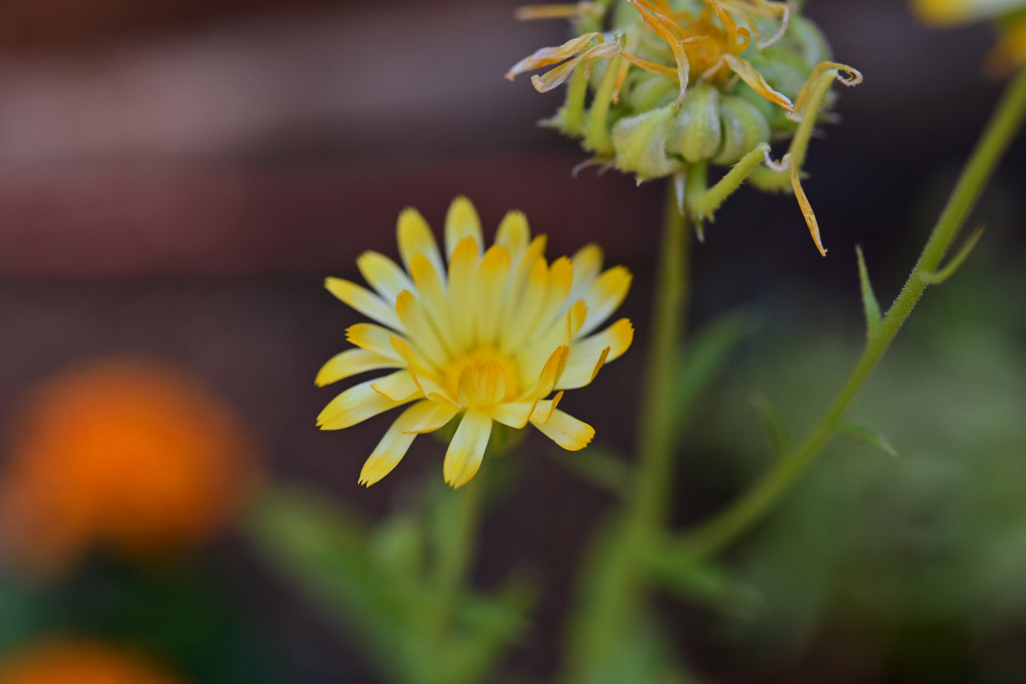 white and yellow blossom of Calendula officinalis, and faded blossom going to seed