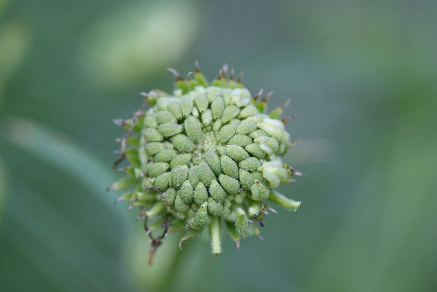 fading blossom, seed head of Calendula officinalis