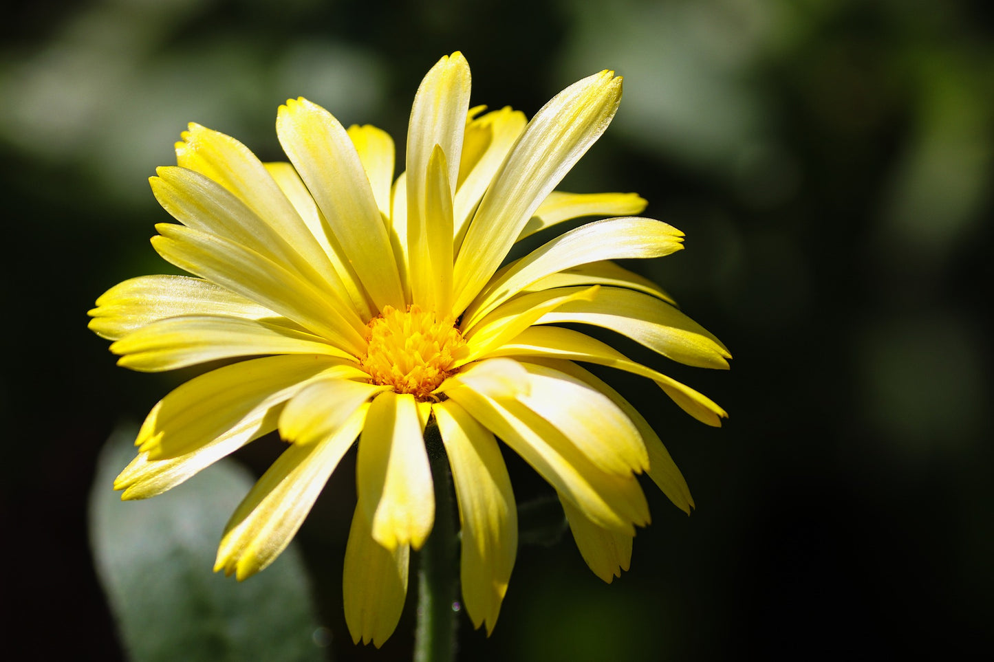 single white and yellow blossom of Calendula officinalis