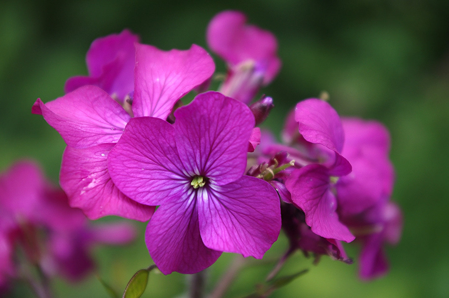 bright purple flowers of the Honesty plant, Lunaria annua, four lobed, brassicacae