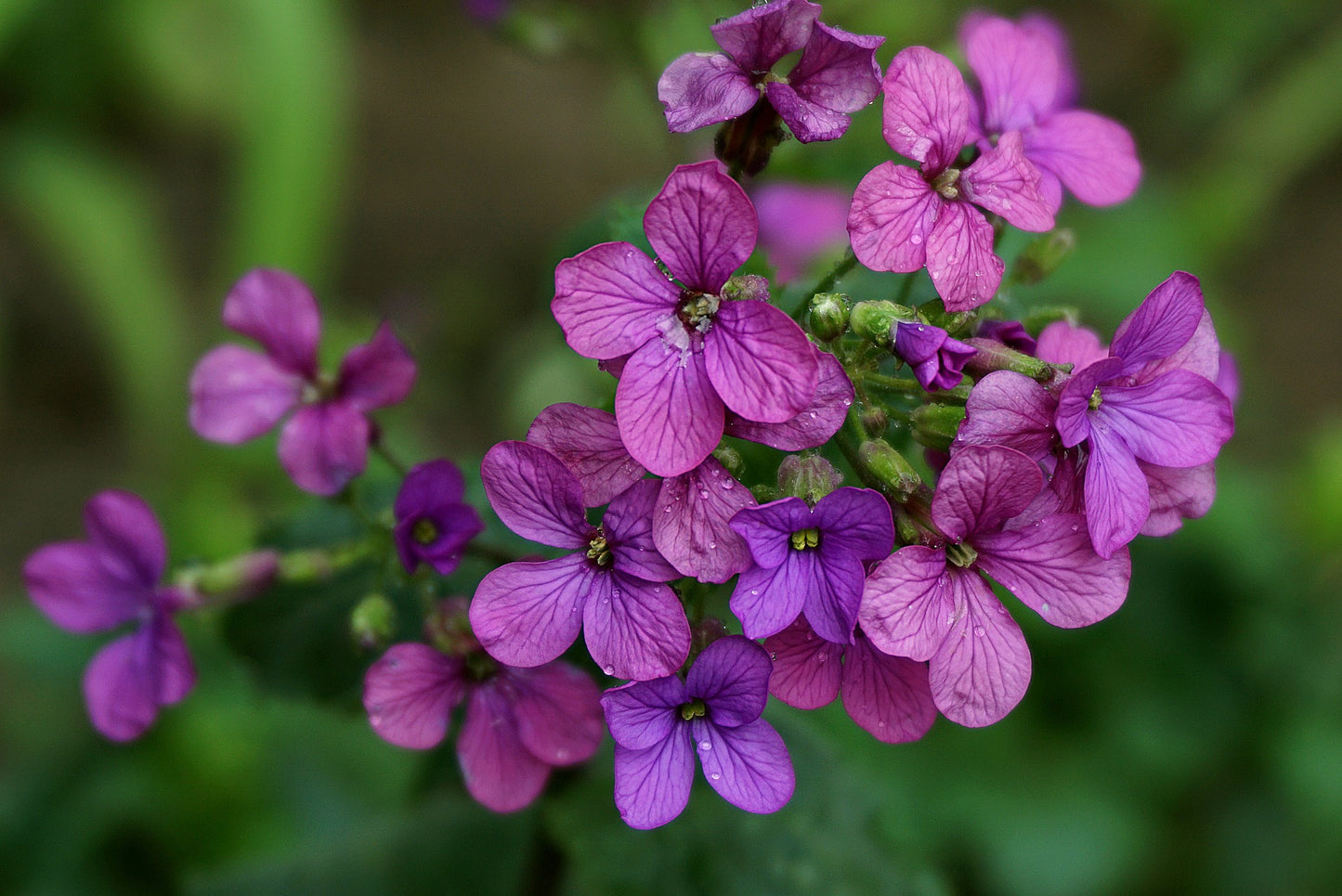 purple blossoms of Lunaria annua, Honesty, money plant, brassicacae