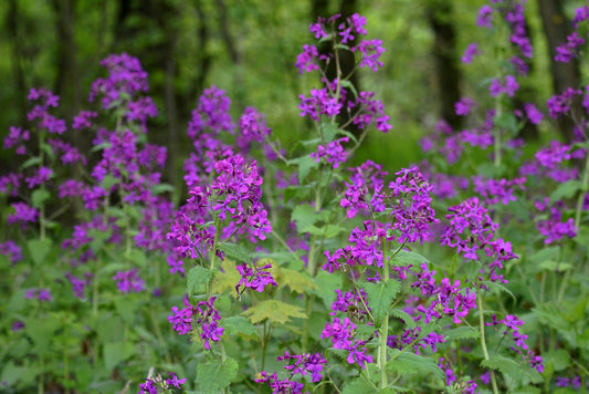 blossoms and branches of Lunaria annua, Honesty plant growth pattern