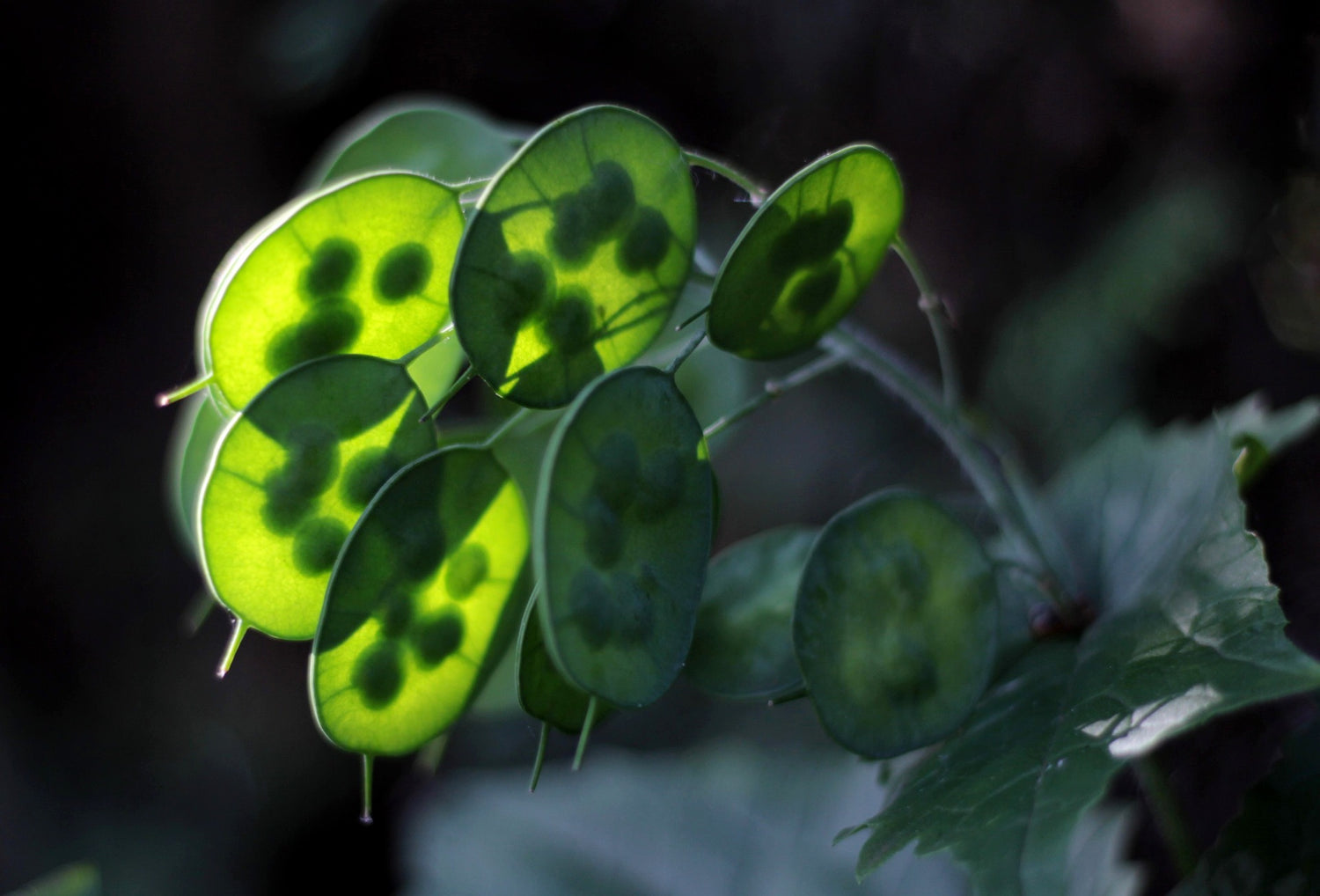 green seed pods of Lunaria annia, annual Honesty, money plant