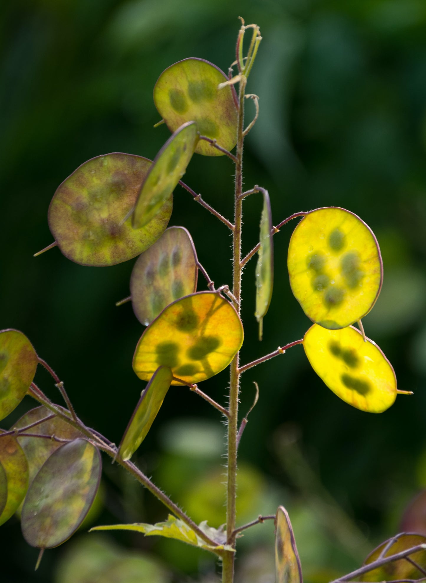 drying seed pods of the Lunaria annua, money plant, honesty