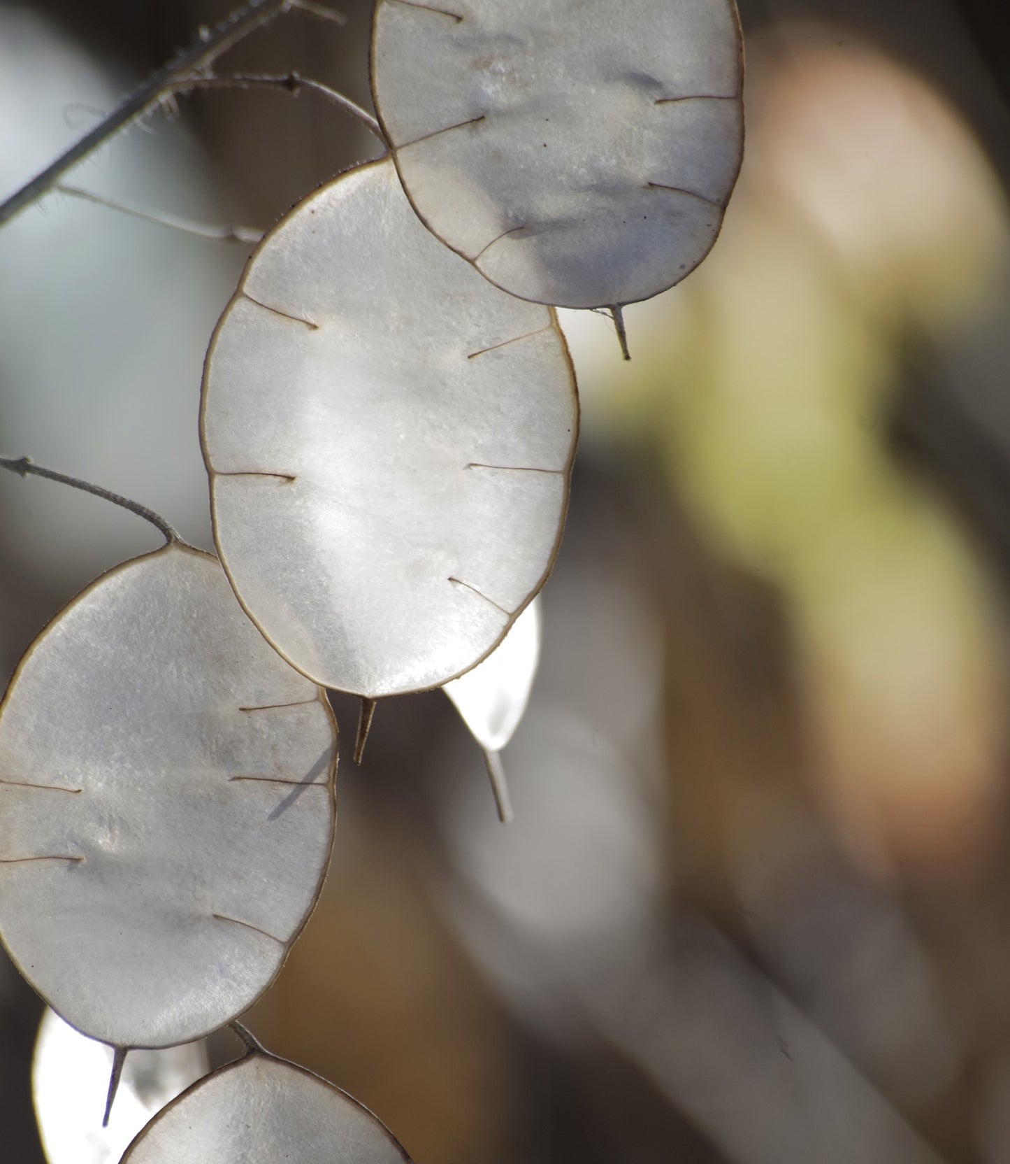 papery silver membrane of the Lunaria annua, honesty plant, money plant, silver dollar plant