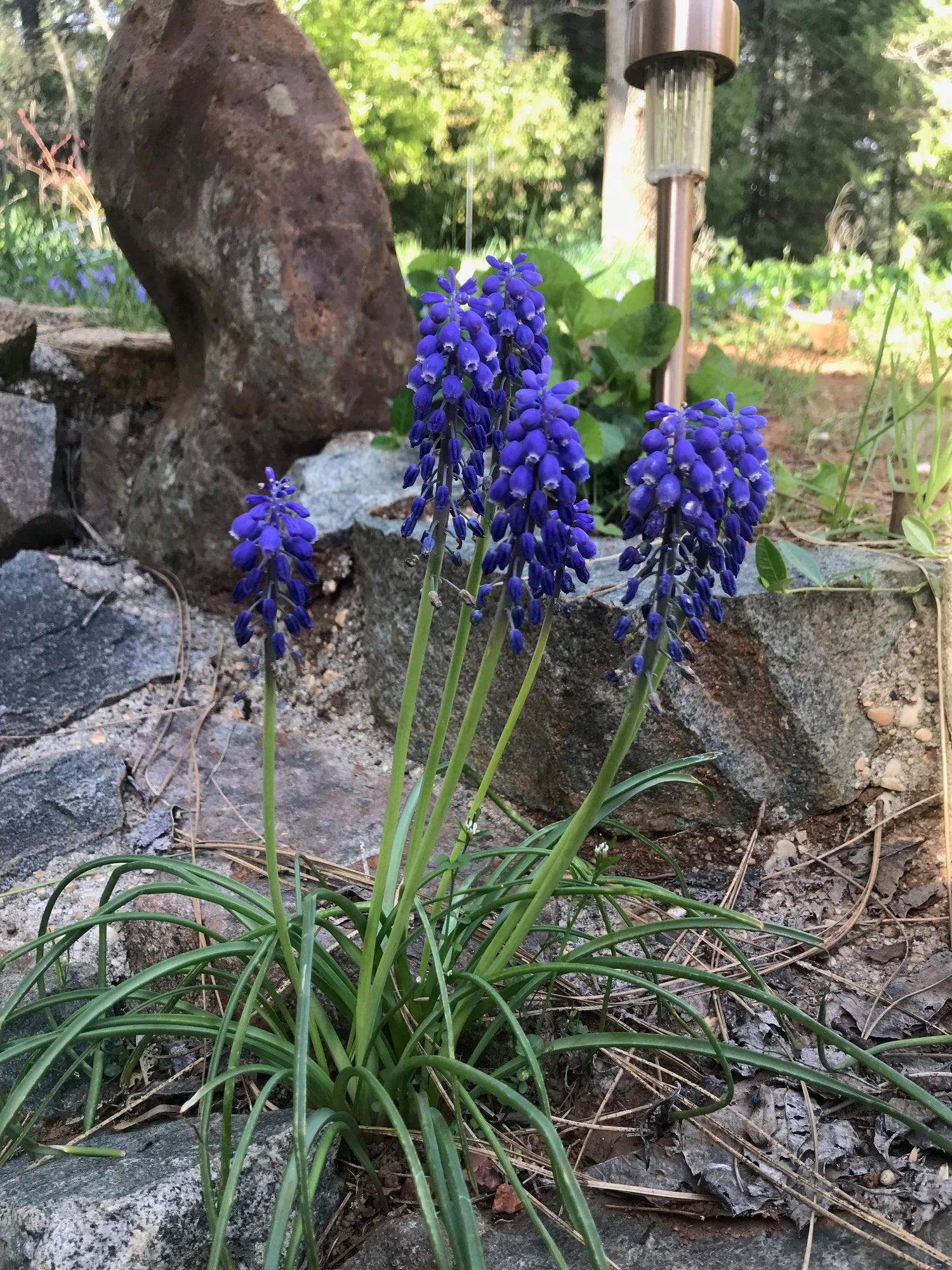 Blue violet blossoms of Muscari armeniacum, grape hyacinth, growing between rocks