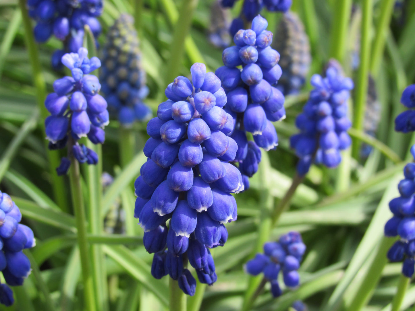 Blue violet blossoms of Muscari armeniacum, grape hyacinth