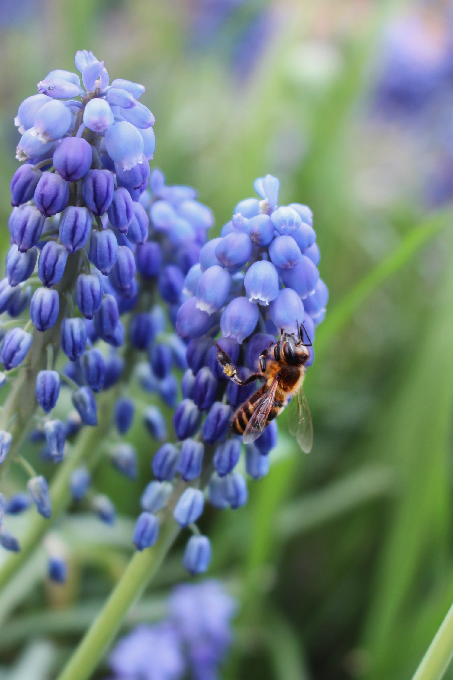 Blue violet blossoms of Muscari armeniacum, grape hyacinth, with bee