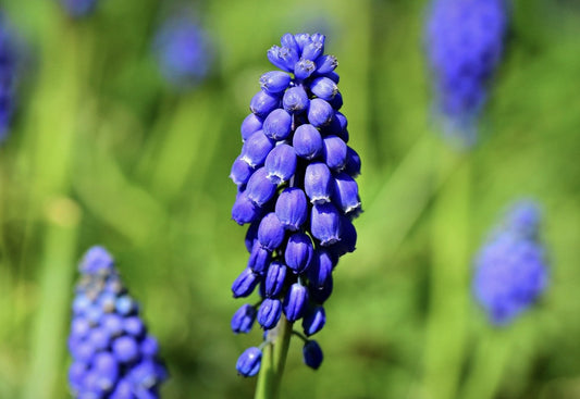 Blue violet blossoms of Muscari armeniacum, grape hyacinth