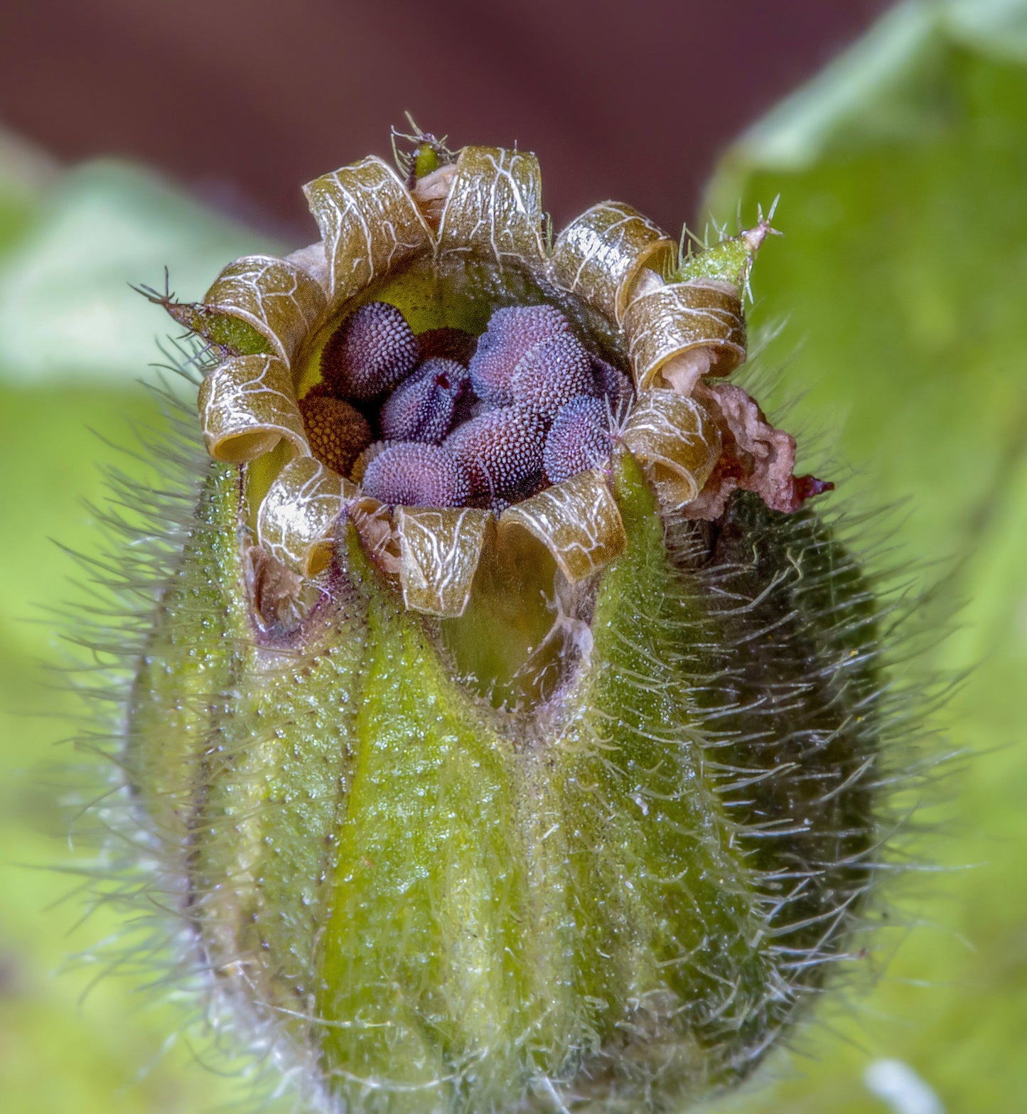 Rose Campion Seeds