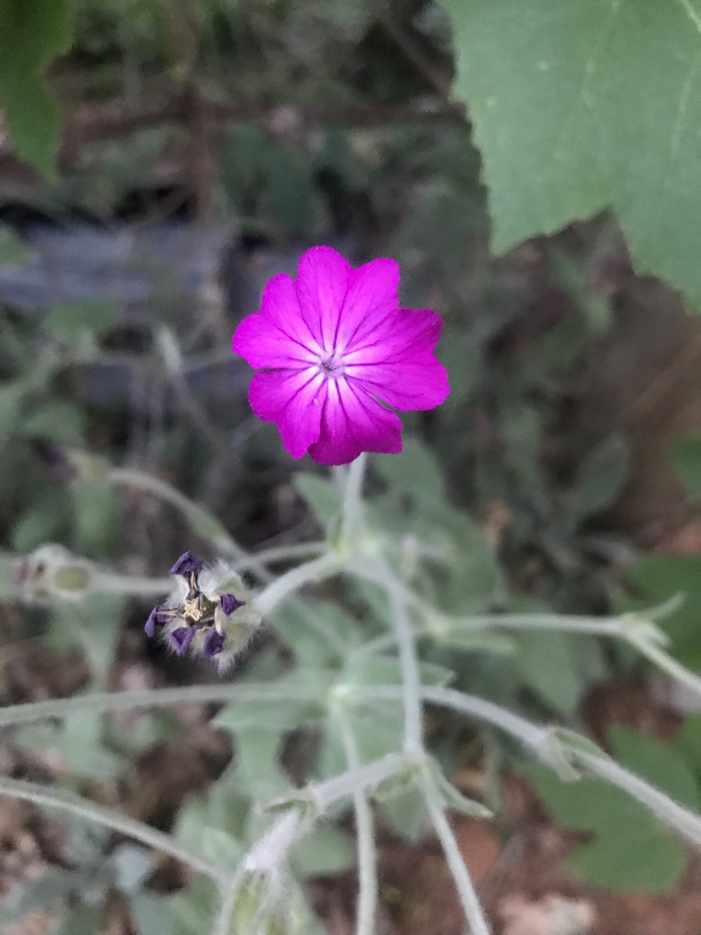 Rose Campion Seeds