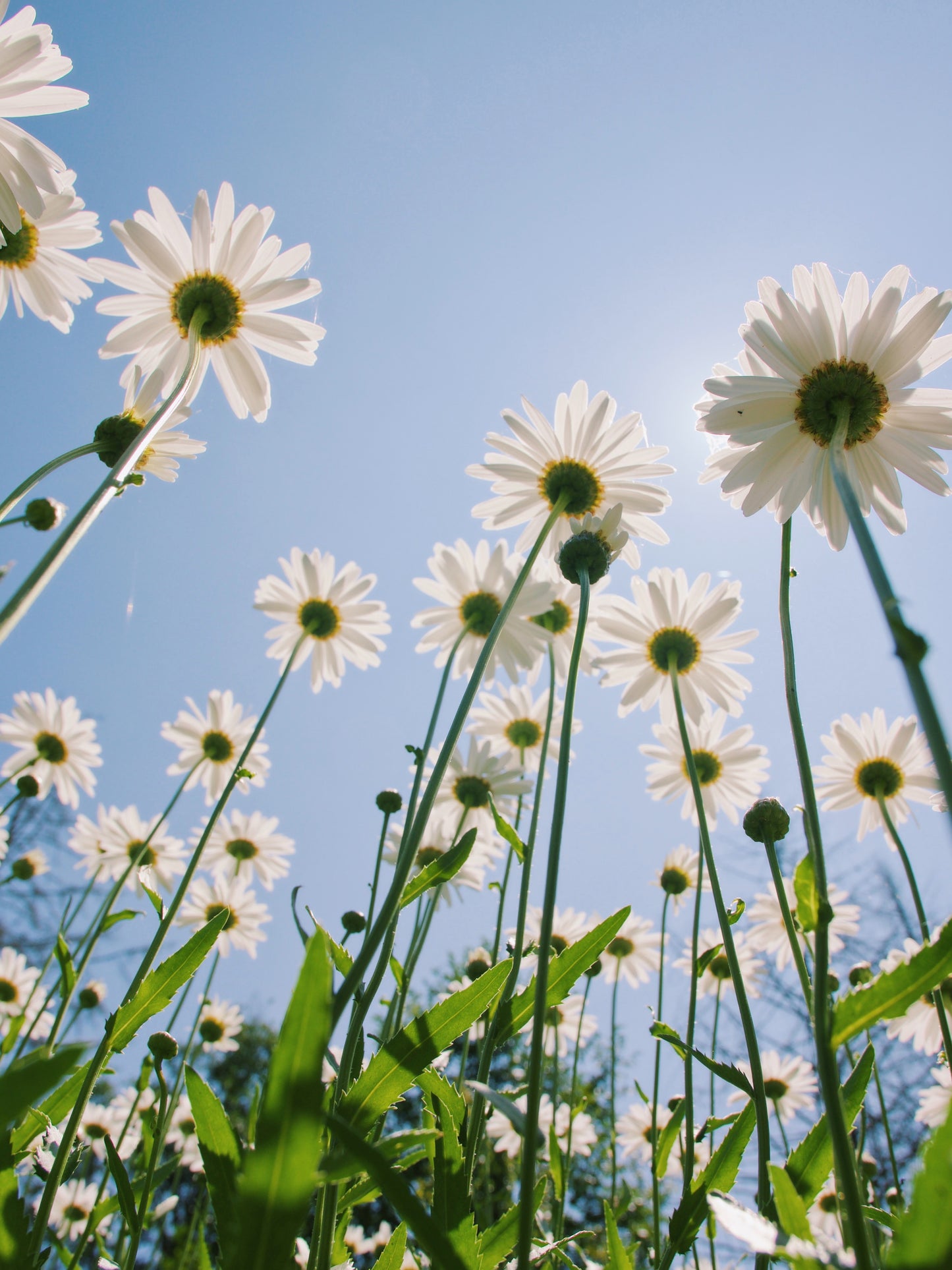 Shasta Daisy Seeds