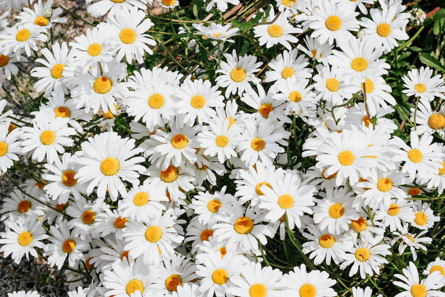 Shasta Daisy Seeds