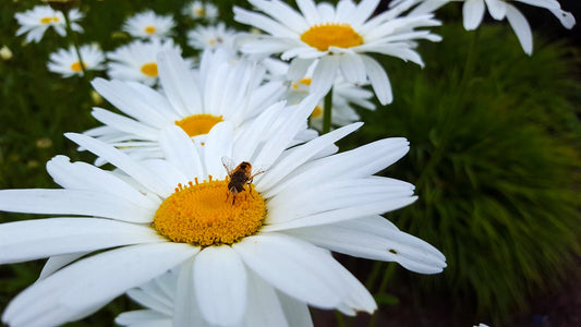 Shasta Daisy Seeds