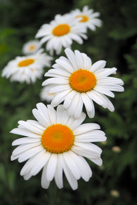 Shasta Daisy Seeds